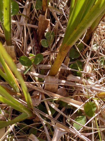 Chionochloa flavescens, photographed by Loïc Chalmandrier