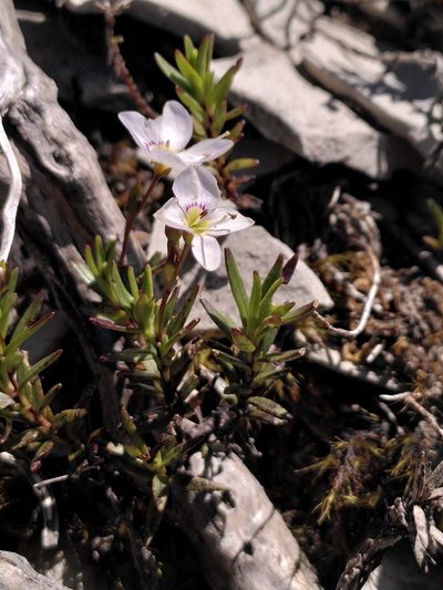 Veronica linifolia, photographed by Loïc Chalmandrier