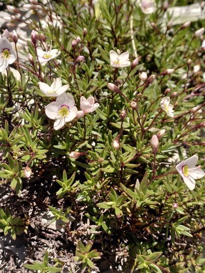 Veronica linifolia, photographed by Loïc Chalmandrier