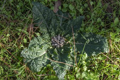 Mandragora officinarum, photographed by Eleftherios Katsillis