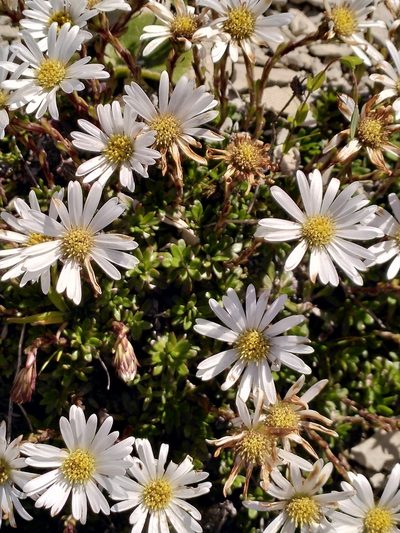 Celmisia bellidioides, photographed by Loïc Chalmandrier