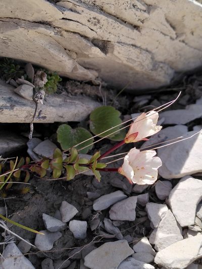 Epilobium vernicosum, photographed by Loïc Chalmandrier