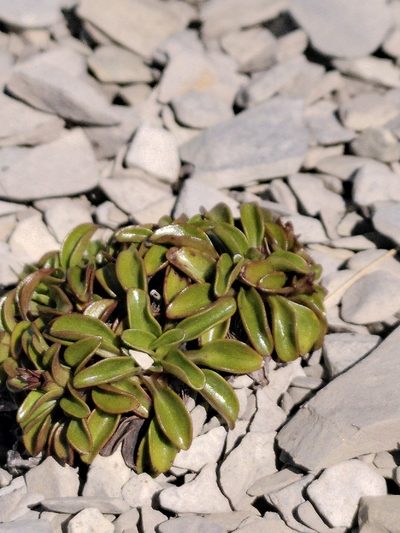 Gentianella decumbens, photographed by Loïc Chalmandrier