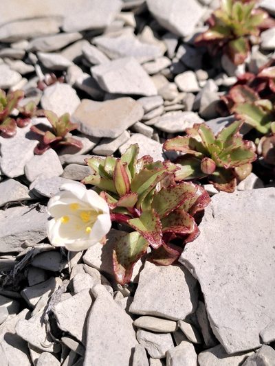 Epilobium vernicosum, photographed by Loïc Chalmandrier