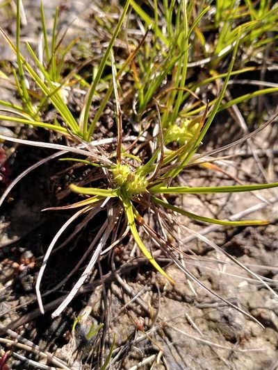 Carex flaviformis, photographed by Loïc Chalmandrier