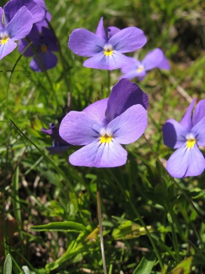 Viola ferrarinii, photographed by Luca Fornasari