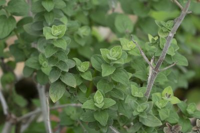 Origanum onites, photographed by Eleftherios Katsillis