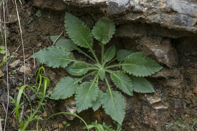 Campanula hagielia, photographed by Eleftherios Katsillis
