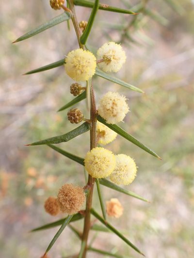 Acacia rupicola, photographed by Nina Kerr