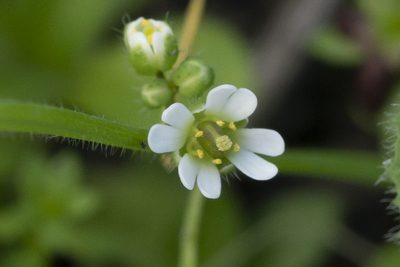 Draba praecox, photographed by Eleftherios Katsillis