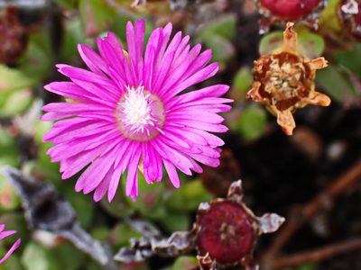 Ruschia knysnana, photographed by Di Turner