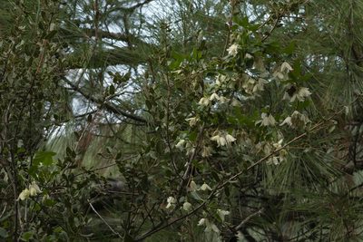 Clematis cirrhosa, photographed by Eleftherios Katsillis
