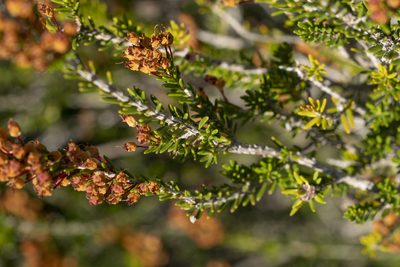 Erica manipuliflora, photographed by Eleftherios Katsillis