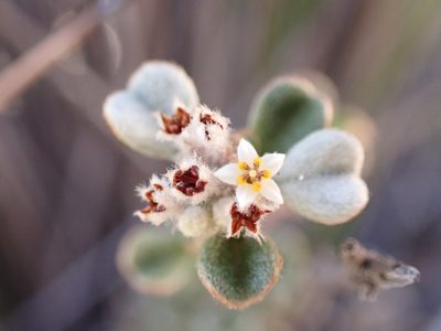 Cryptandra leucophracta, photographed by Nina Kerr