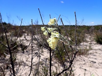 Pimelea octophylla, photographed by Nina Kerr