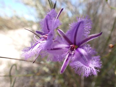 Thysanotus racemoides, photographed by Nina Kerr