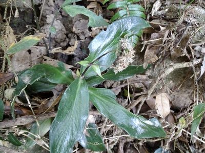 Hedyotis shenzhenensis, photographed by Toby Y
