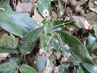 Hedyotis shenzhenensis, photographed by Toby Y