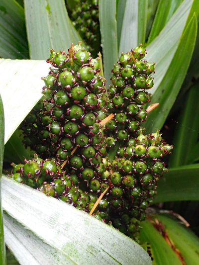 Astelia chathamica, photographed by Peter de Lange