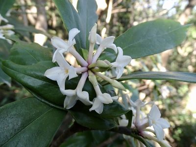 Daphne papyracea, photographed by Toby Y