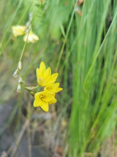 Ixia odorata, photographed by Rukaya Johaadien