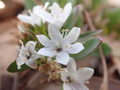 Myoporum parvifolium, photographed by Nina Kerr