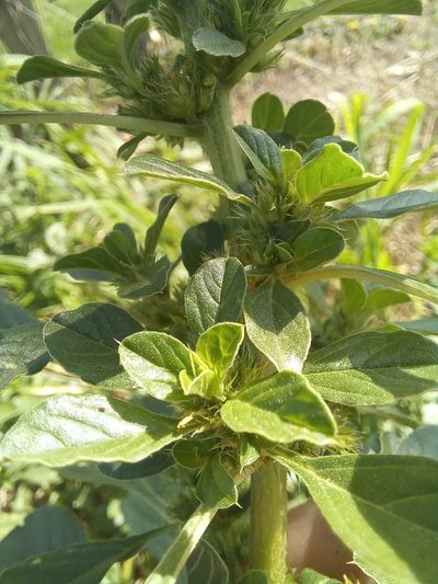 Amaranthus thunbergii, photographed by kevin koen