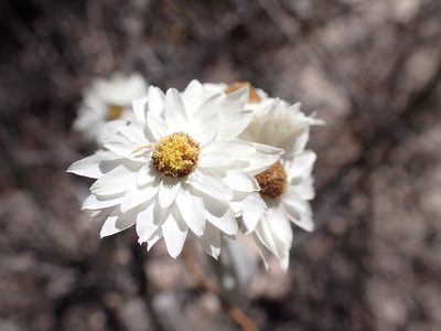 Argentipallium blandowskianum, photographed by Nina Kerr