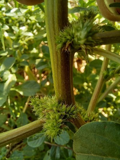 Amaranthus thunbergii, photographed by kevin koen