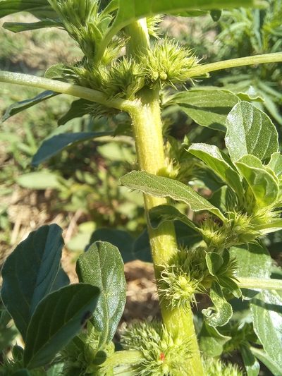 Amaranthus thunbergii, photographed by kevin koen