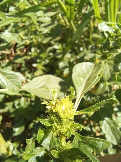 Amaranthus thunbergii, photographed by kevin koen