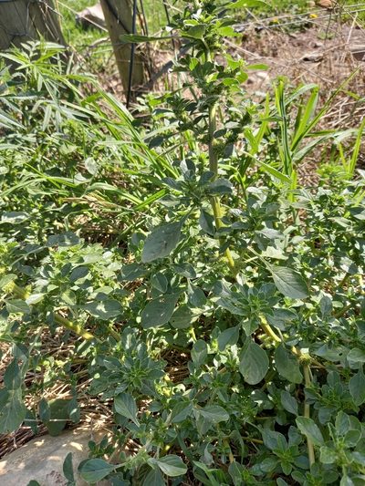 Amaranthus thunbergii, photographed by kevin koen