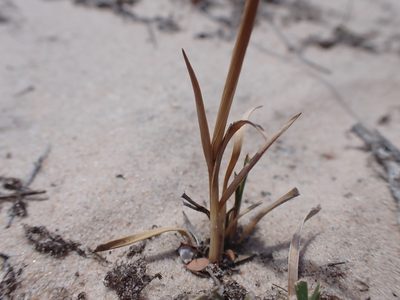 Neurachne alopecuroidea, photographed by Nina Kerr