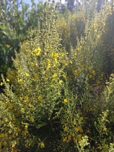 Aspalathus obtusifolia, photographed by kevin koen