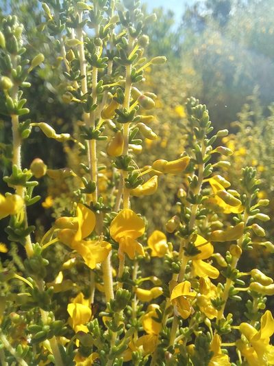 Aspalathus obtusifolia, photographed by kevin koen