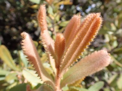 Banksia ornata, photographed by Nina Kerr