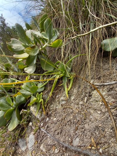 Bulbine alooides, photographed by kevin koen
