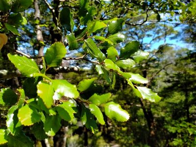 Nothofagus truncata, photographed by John Barkla