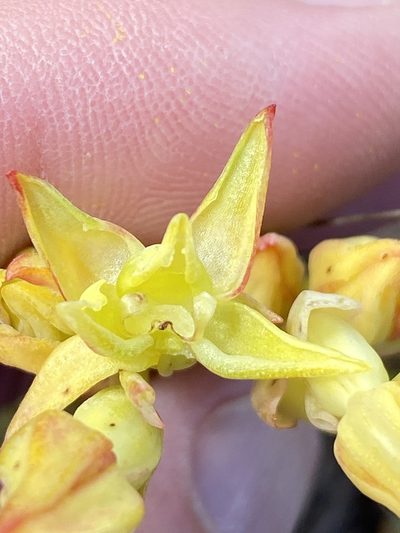 Pterygodium cleistogamum, photographed by Dave U