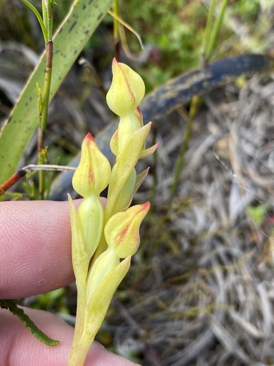 Pterygodium cleistogamum, photographed by Dave U