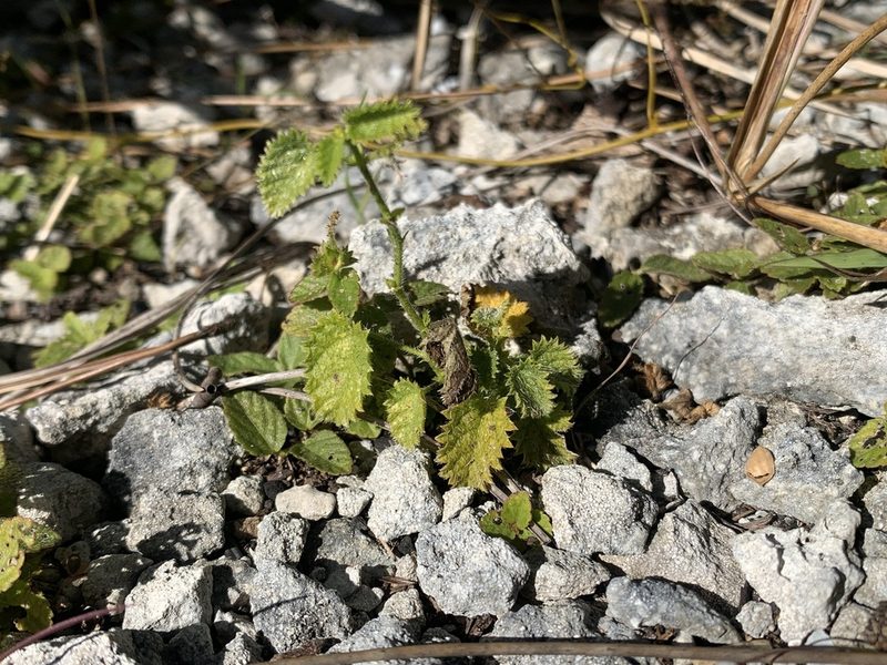 Tragia saxicola, photographed by Brandon Corder