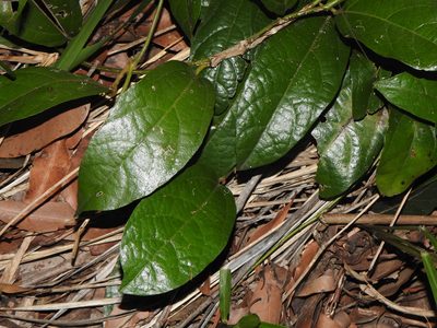 Aristolochia praevenosa, photographed by Greg Tasney