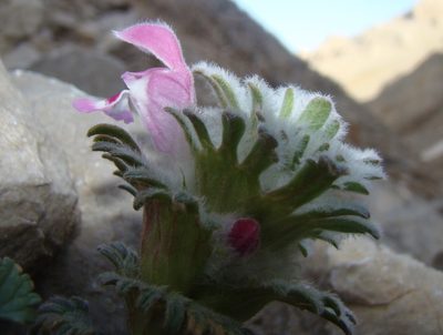 Lamium eriocephalum, photographed by Jean-Paul Boerekamps