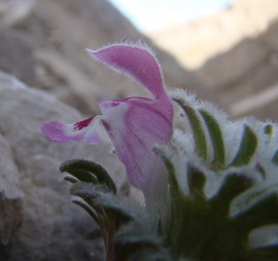 Lamium eriocephalum, photographed by Jean-Paul Boerekamps