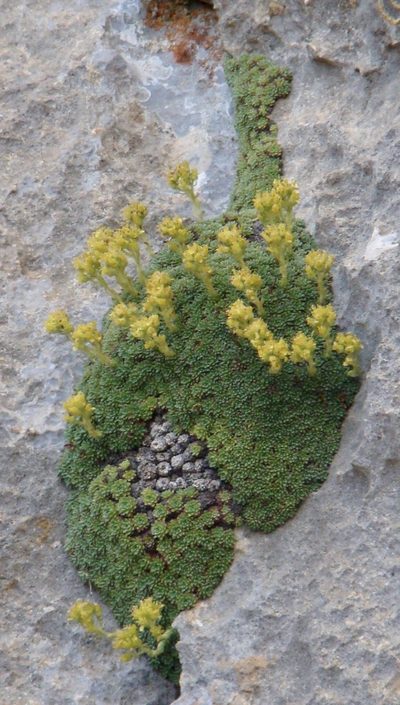 Saxifraga kotschyi, photographed by Jean-Paul Boerekamps