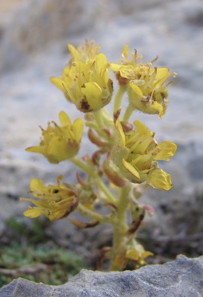 Saxifraga kotschyi, photographed by Jean-Paul Boerekamps