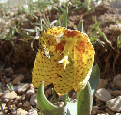 Fritillaria aurea, photographed by Jean-Paul Boerekamps