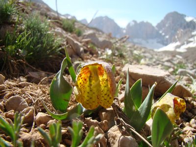 Fritillaria aurea, photographed by Jean-Paul Boerekamps