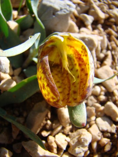 Fritillaria aurea, photographed by Jean-Paul Boerekamps