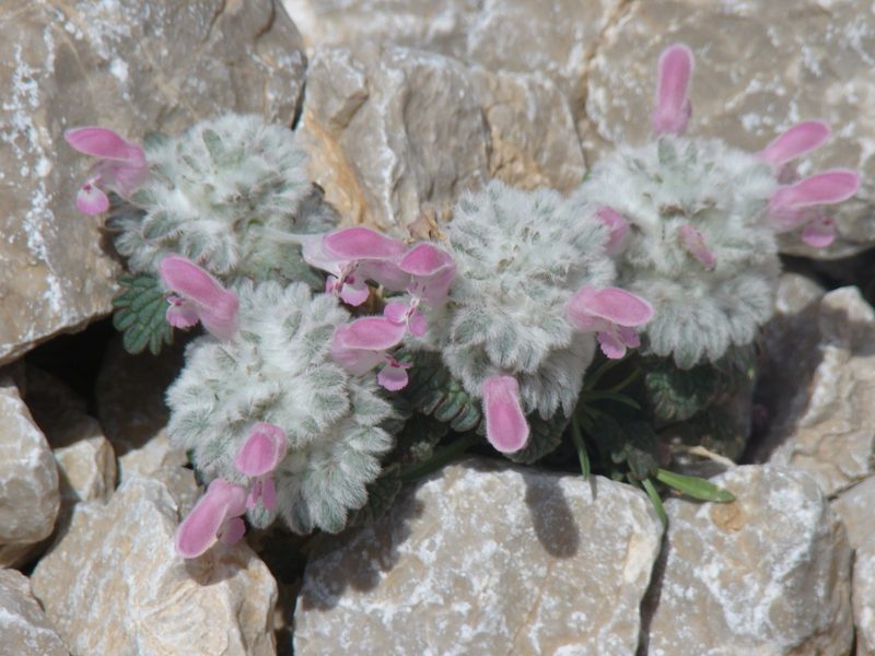 Lamium eriocephalum, photographed by Jean-Paul Boerekamps